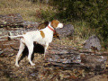 Pedigree PATSY DE BEETHOVEN Pedigree PATSY DE BEETHOVEN